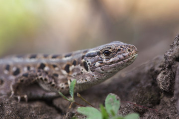 portrait of sand lizard
