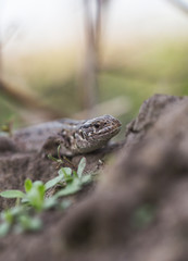 portrait of sand lizard