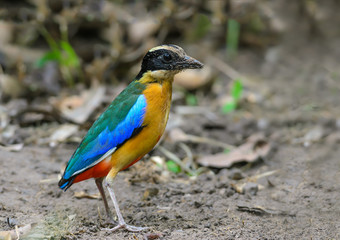 Blue-winged Pitta(Blue-winged Pitta),colorful bird standing on ground.