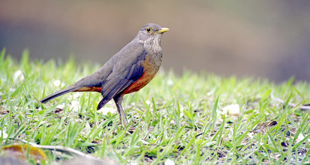 Rufous-bellied thrush, bird symbol of Brazil