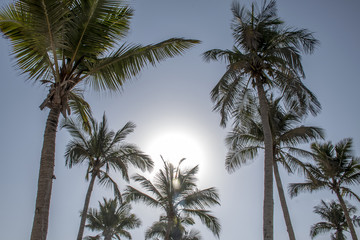 Fototapeta na wymiar coconut palm tree on blue sky Salalah Oman 2