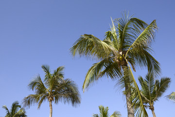 Fototapeta premium coconut palm tree on blue sky Salalah Oman 3