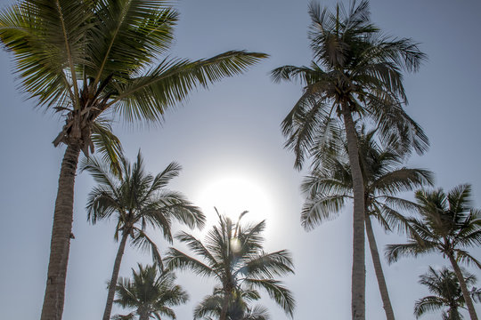 coconut palm tree on blue sky Salalah Oman 2