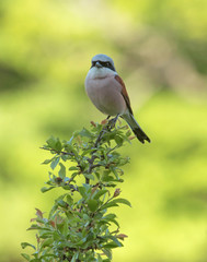 Red-backed shrike (lanes collurio).