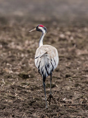 Common crane (Grus grus).