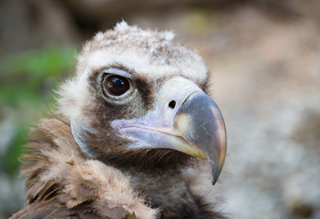 Bird vulture closeup in the afternoon. Head