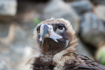 Bird vulture closeup in the afternoon. Head