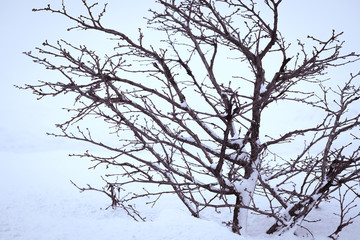 The image of a winter tree on a snow