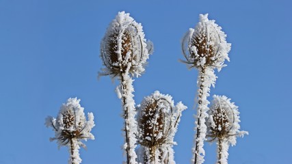 Samenstände der Wilden Karde (Dipsacus fullonum) mit Raureif vor blauem Himmel 