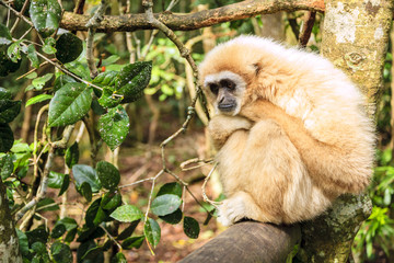 Lar Gibbon