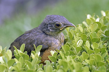 Rufous-bellied thrush, bird symbol of Brazil