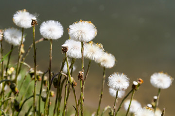 Dandelion Seedheads