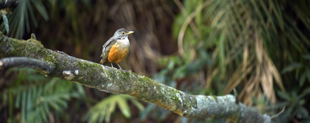 Rufous-bellied thrush, bird symbol of Brazil