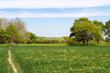 Pathway through farmland
