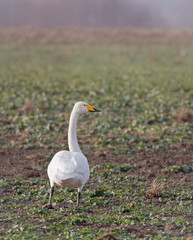 Whooper swans (Cygnus cygnus).
