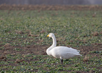 Whooper swan (Cygnus cygnus).