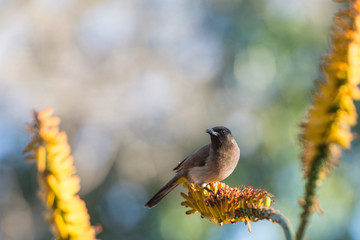 Bulbul Bird sitting in Aloe Flower
