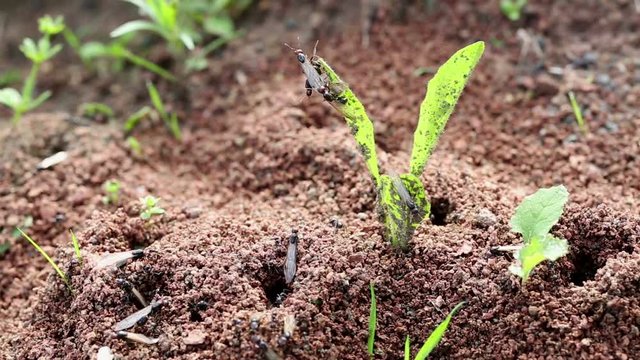 Winged ants leaving their anthill to create a new colony