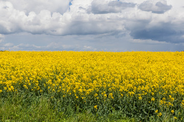 Campagne Bretonne