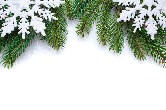 branch of Christmas tree on a white