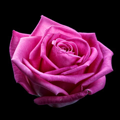 pink rose head isolater on black background