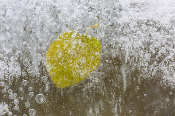 the frozen green leaf in ice
