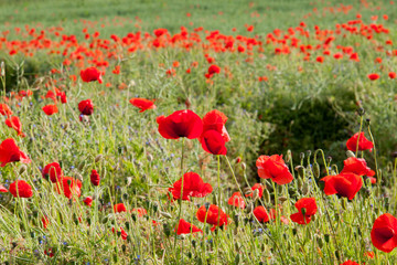 Obraz premium Poppy Field