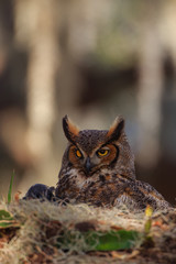 Great Horned Owl