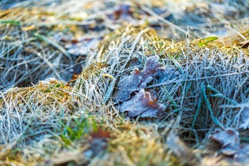 Close up of rime on plants.