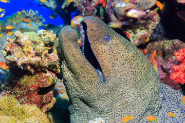 Moray