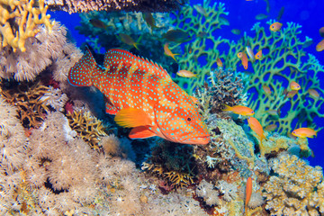 Red Grouper