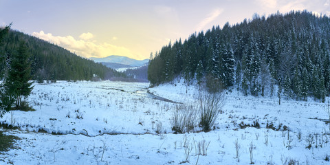 coniferous forest in the mountains