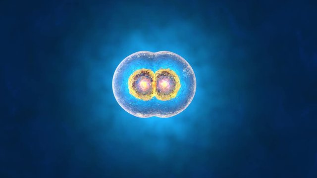 3D rendered Animation of the Mitosis and replication of a generic biological Cell.

