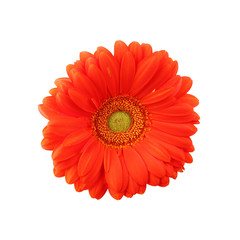 isolated macro photo beauty red gerbera flower close up background.