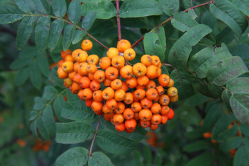 Natural background in the form of a bunch is not ripe Rowan. The orange-red Rowan berries. The leaves and berries of mountain ash.