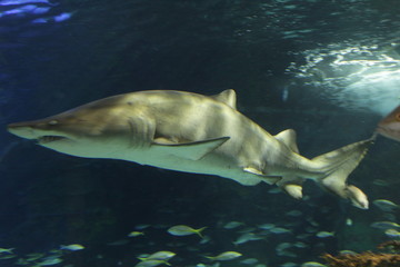 Fototapeta premium acquario squalo
