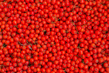 Berries red mountain ash on the branches. Food background from Rowan berries. For design. Graphic resource.