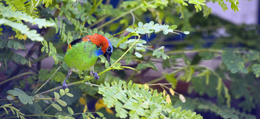 The lush coloring of the bird red-necked tanager