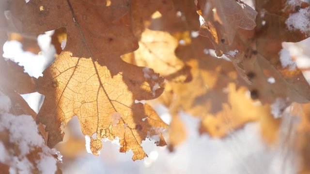 Slow motion on early morning of oak forest golden leaves under snow 1920X1080 HD footage - Snowflake crystals and ice on tree branches shallow DOF slow-mo 1080p FullHD video 
