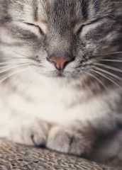 Naklejka na ściany i meble cute sleeping cat portrait
