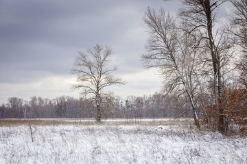 A tree in snowy field