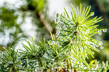 conifer branch / water droplets on pine