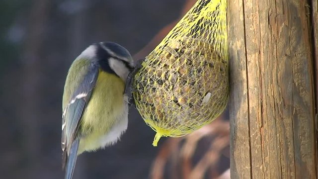 Eine Blaumeise piekt gierig an einem Meisenkn&ouml;del (Makroaufnahme)