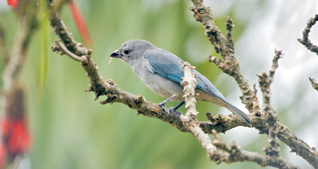 Tangara sayaca on the tree branch