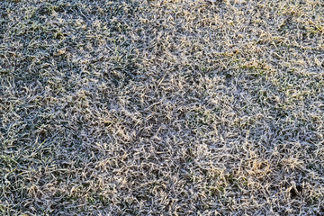 Background of frosted grass. Frost on the grass