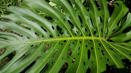 Fototapeta na wymiar Monstera Leaf
