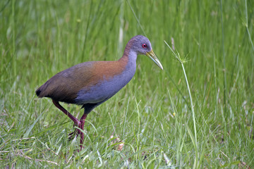 slaty-breasted wood rail on the green background of grass