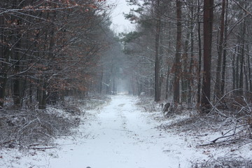 winter in forest