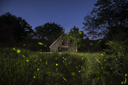 Old log cabin amidst trees growing in forest against clear sky at dusk