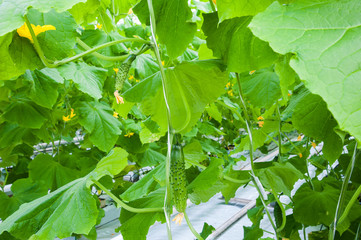 Cucumbers ripening in greenhouse